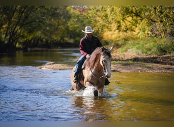 Trekpaard Mix, Ruin, 6 Jaar, 168 cm, Buckskin