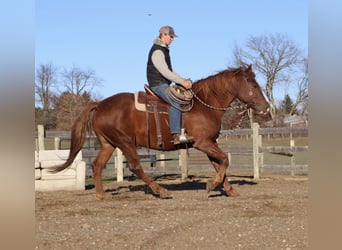 Trekpaard Mix, Ruin, 6 Jaar, 168 cm, Donkere-vos