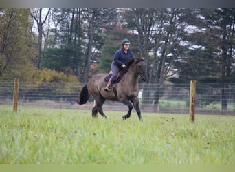 Trekpaard, Ruin, 6 Jaar, 168 cm, Grullo