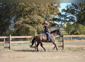 Trekpaard, Ruin, 6 Jaar, 168 cm, Grullo