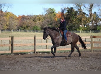 Trekpaard, Ruin, 6 Jaar, 168 cm, Grullo