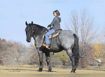 Trekpaard Mix, Ruin, 6 Jaar, 168 cm, Roan-Blue