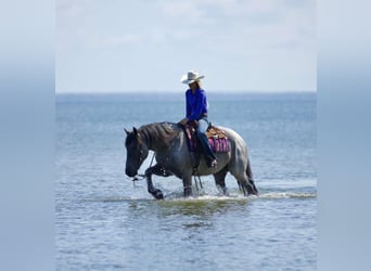 Trekpaard Mix, Ruin, 6 Jaar, 168 cm, Roan-Blue