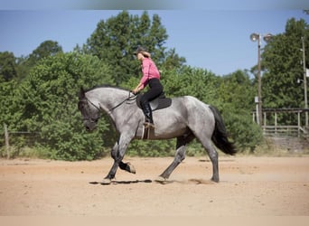 Trekpaard Mix, Ruin, 6 Jaar, 168 cm, Roan-Blue