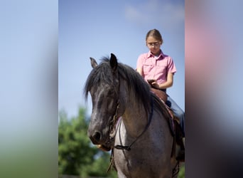 Trekpaard Mix, Ruin, 6 Jaar, 168 cm, Roan-Blue