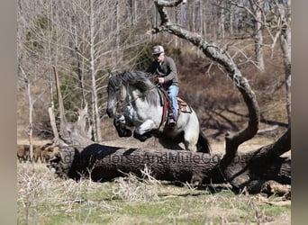 Trekpaard, Ruin, 6 Jaar, 168 cm, Roan-Blue