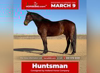 Trekpaard Mix, Ruin, 6 Jaar, 168 cm, Roodbruin