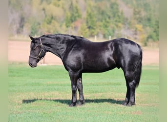 Trekpaard Mix, Ruin, 6 Jaar, 170 cm, Zwart