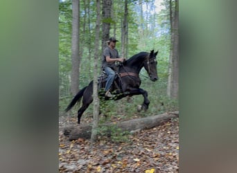 Trekpaard, Ruin, 6 Jaar, 170 cm, Zwart