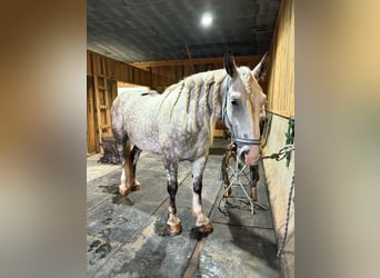 Trekpaard Mix, Ruin, 6 Jaar, 173 cm, Appelschimmel