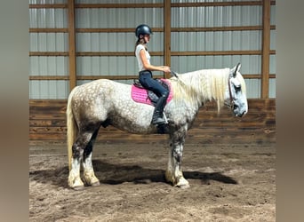 Trekpaard Mix, Ruin, 6 Jaar, 173 cm, Appelschimmel