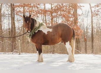 Trekpaard Mix, Ruin, 6 Jaar, 173 cm, Gevlekt-paard