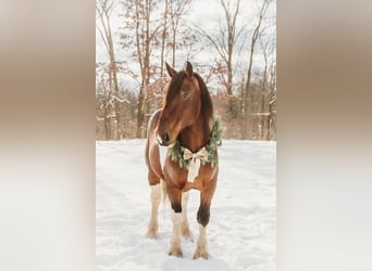 Trekpaard Mix, Ruin, 6 Jaar, 173 cm, Gevlekt-paard