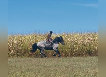 Trekpaard Mix, Ruin, 6 Jaar, 173 cm, Roan-Blue