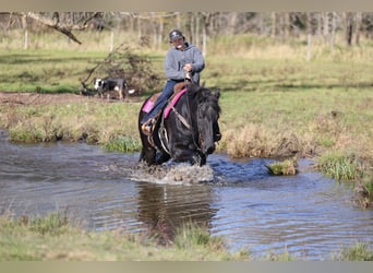 Trekpaard Mix, Ruin, 6 Jaar, 173 cm, Zwart