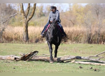 Trekpaard Mix, Ruin, 6 Jaar, 173 cm, Zwart