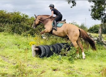Trekpaard, Ruin, 6 Jaar, 175 cm, Donkere-vos