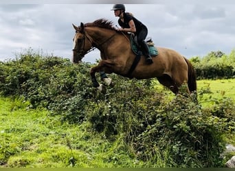 Trekpaard, Ruin, 6 Jaar, 175 cm, Donkere-vos