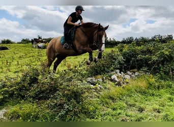 Trekpaard, Ruin, 6 Jaar, 175 cm, Donkere-vos