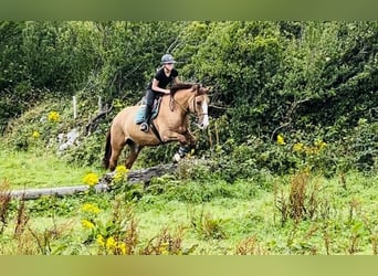 Trekpaard, Ruin, 6 Jaar, 175 cm, Donkere-vos
