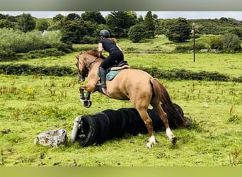 Trekpaard, Ruin, 6 Jaar, 175 cm, Donkere-vos