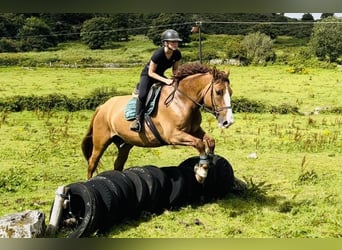 Trekpaard, Ruin, 6 Jaar, 175 cm, Donkere-vos