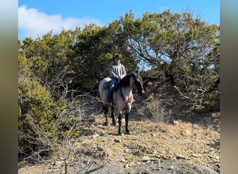 Trekpaard Mix, Ruin, 6 Jaar, 183 cm, Roan-Blue