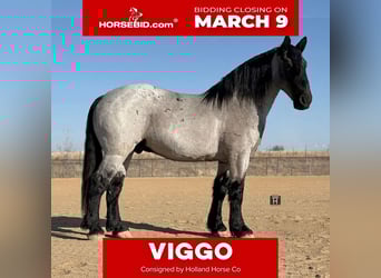 Trekpaard Mix, Ruin, 6 Jaar, 183 cm, Roan-Blue