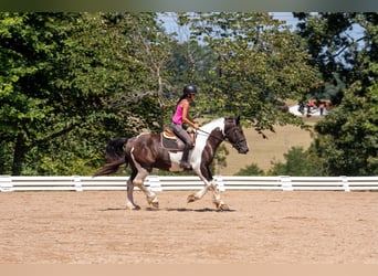 Trekpaard Mix, Ruin, 6 Jaar, Gevlekt-paard