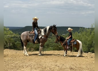 Trekpaard Mix, Ruin, 6 Jaar, Gevlekt-paard