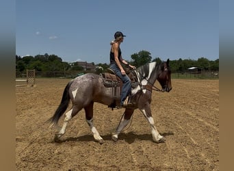 Trekpaard Mix, Ruin, 6 Jaar, Gevlekt-paard
