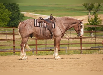 Trekpaard Mix, Ruin, 6 Jaar, Roan-Red
