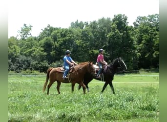 Trekpaard, Ruin, 6 Jaar, Tobiano-alle-kleuren