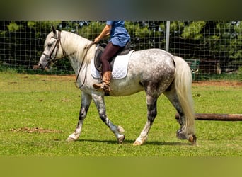 Trekpaard Mix, Ruin, 7 Jaar, 142 cm, Schimmel
