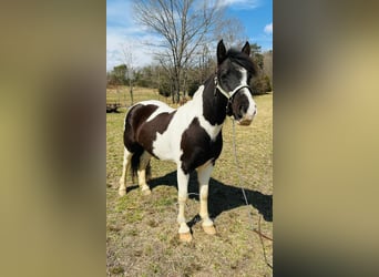 Trekpaard, Ruin, 7 Jaar, 142 cm, Tobiano-alle-kleuren