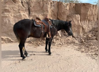 Trekpaard, Ruin, 7 Jaar, 150 cm, Schimmel