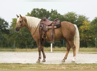 Trekpaard, Ruin, 7 Jaar, 152 cm, Palomino