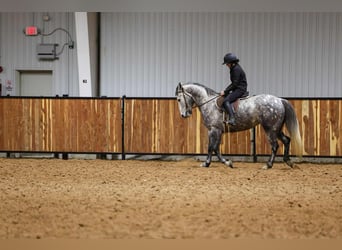 Trekpaard Mix, Ruin, 7 Jaar, 152 cm, Schimmel