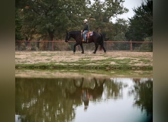 Trekpaard Mix, Ruin, 7 Jaar, 155 cm, Zwart