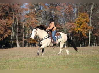 Trekpaard Mix, Ruin, 7 Jaar, 157 cm, Buckskin