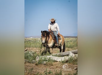 Trekpaard Mix, Ruin, 7 Jaar, 157 cm, Buckskin