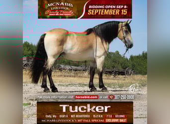 Trekpaard Mix, Ruin, 7 Jaar, 157 cm, Buckskin
