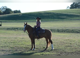Trekpaard Mix, Ruin, 7 Jaar, 157 cm, Red Dun