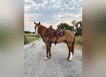 Trekpaard Mix, Ruin, 7 Jaar, 157 cm, Red Dun