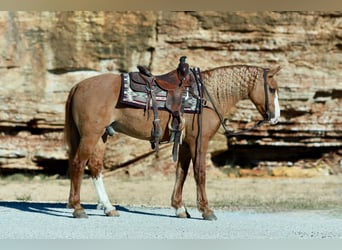 Trekpaard Mix, Ruin, 7 Jaar, 157 cm, Red Dun