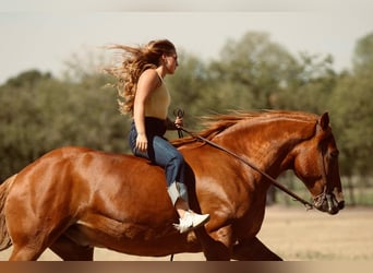 Trekpaard Mix, Ruin, 7 Jaar, 157 cm, Roodvos