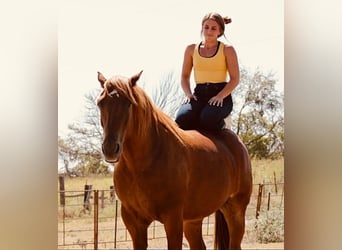Trekpaard Mix, Ruin, 7 Jaar, 157 cm, Roodvos