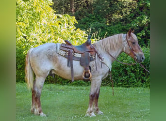 Trekpaard, Ruin, 7 Jaar, 160 cm, Roan-Red