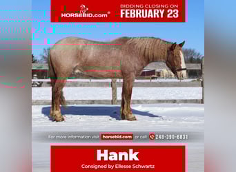 Trekpaard Mix, Ruin, 7 Jaar, 160 cm, Roan-Red