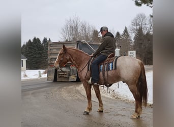 Trekpaard Mix, Ruin, 7 Jaar, 160 cm, Roan-Red